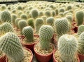 Fresh cactus in pot. Cactus plant pattern