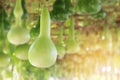 Fresh Calabash, Bottle Gourd Fruit Hanging on Vine Royalty Free Stock Photo