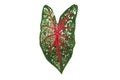 Fresh Caladium or Angel Wings or Heart of Jesus ornamental plant leaf