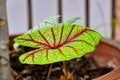 Fresh Caladium bicolor Royalty Free Stock Photo