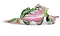 Caladium bicolor isolated on white background Royalty Free Stock Photo