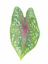 Caladium bicolor leaf on white background Royalty Free Stock Photo