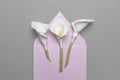 Fresh calla flowers in a mail envelope on a gray background. Creative birthday greetings or romantic wedding invitation