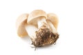 Fresh Calocybe gambosa from woods. Royalty Free Stock Photo