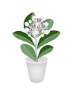 Fresh Calotropis Gigantea in A Flower Pot