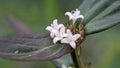 Fresh calotropis gigantea flowers