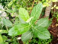 Fresh Calotropis gree leaf s Royalty Free Stock Photo