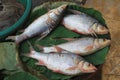 Fresh Cambodian fish market