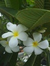 Fresh Cambodian flowers