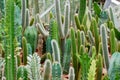 Fresh Candelabra Cactus plant at cactus farm or call Euphorbia lactea compacta , Green nature  Houseplant gardening backdrop and b Royalty Free Stock Photo