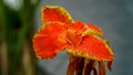 Fresh canna flower orange canna flower close up. Canna indica flower in nature garden Royalty Free Stock Photo