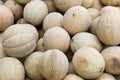 Fresh cantalopes ready for sale at the market Royalty Free Stock Photo