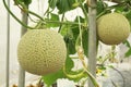 Fresh cantaloupe melons plants growing in the greenhouse farm Royalty Free Stock Photo