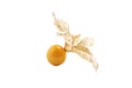 Fresh cape gooseberry isolated over white background Royalty Free Stock Photo