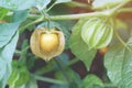 Fresh Cape Gooseberry (Physalis peruviana) Fruit on Its Tree Royalty Free Stock Photo