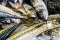 Fresh carapau or horse mackerel in fish market, Algarve, Portugal Royalty Free Stock Photo