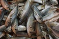 Fresh carapau or horse mackerel in fish market, Algarve, Portugal Royalty Free Stock Photo