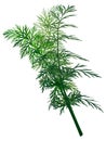 Fresh Caraway Carum carvi, paths Royalty Free Stock Photo