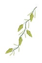 A Fresh Cardamom Plant on White Background