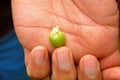 Fresh cardamom pod in the palm of a hand, Spice tour, Zanzibar, Africa