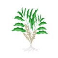 A Fresh Cardamon Plant on White Background