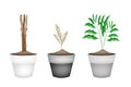 Fresh Cardamon Plants in Ceramic Flower Pots