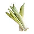 Fresh Cardoon Stalks A Culinary Delight On Transparent Background Royalty Free Stock Photo