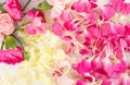 Fresh Carnation Flower Bouquet Dianthus or Schabaud Royalty Free Stock Photo