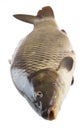 Fresh carp fish closeup