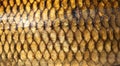 Fresh carp fish scales texture