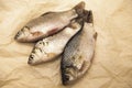 A fresh carp live fish lying on a on paper background . Live fish crucian Carassius auratus gibelio