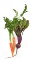 Fresh carrot and beetroot bunch Royalty Free Stock Photo