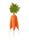 Fresh carrot bunch 3d image