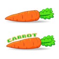 FRESH CARROT