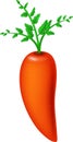 Fresh Carrot Cartoon Vector Illustration Isolated