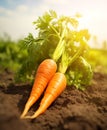 Fresh carrot in the farm field, close up
