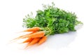 Fresh carrot fruits with green leaves Royalty Free Stock Photo