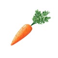 Fresh carrot with greens isolated on white background. Watercolor gouache hand drawn illustration Royalty Free Stock Photo