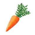 Fresh carrot with greens isolated on white background. Watercolor gouache hand drawn illustration Royalty Free Stock Photo