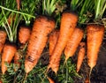 Fresh carrot harvest