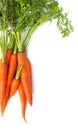 Fresh carrot heap vegetables isolated on white