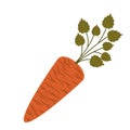 Fresh carrot isolated icon design Royalty Free Stock Photo