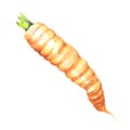 Fresh carrot isolated, watercolor illustration