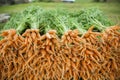 Fresh carrot in organic farm Royalty Free Stock Photo