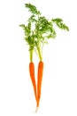 Fresh carrot rotts with green leaves isolated on white Royalty Free Stock Photo