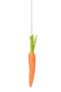 Fresh carrot on String Royalty Free Stock Photo