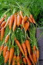 Fresh Carrots