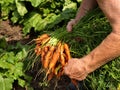 Gardener harvesting carrots
