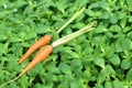 Fresh carrots on a background of green leaves.