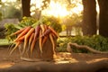 Fresh carrots basket on ground in garden at sunset - organic vegetables harvest in the evening light Royalty Free Stock Photo